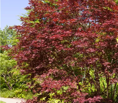 Acer palmatum 'Beni-komachi' Acer palmatum 'Beni-komachi'