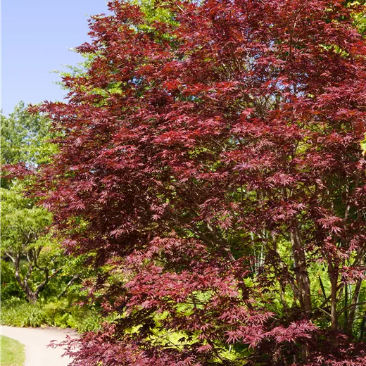 Acer palmatum 'Beni-komachi'