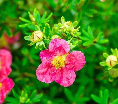 Potentilla fruticosa 'Danny Boy' -R- Potentilla fruticosa 'Danny Boy' -R-