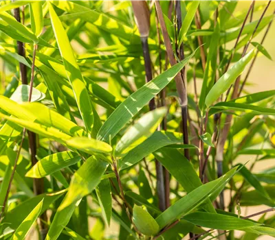 Fargesia nitida 'Black Pearl' Fargesia nitida 'Black Pearl'