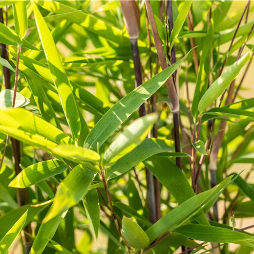 Fargesia nitida 'Black Pearl' Fargesia nitida 'Black Pearl'