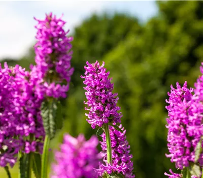 Betonica hirsuta 'Hummelo' Betonica hirsuta 'Hummelo'