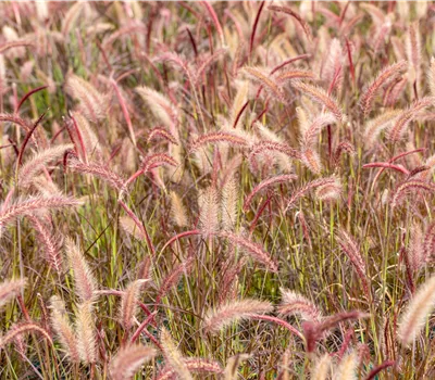Pennisetum advena 'Rubrum' Pennisetum advena 'Rubrum'