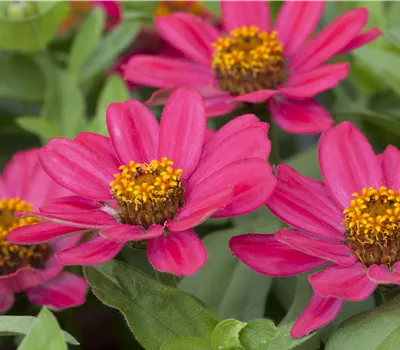 Zinnia angustifolia