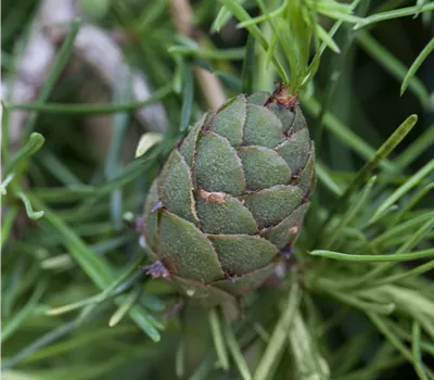 Larix decidua 'Puli'