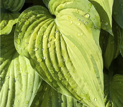 Hosta plantaginea 'Guacamole' Hosta plantaginea 'Guacamole'