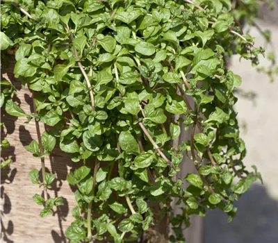 Mentha requienii Mentha requienii