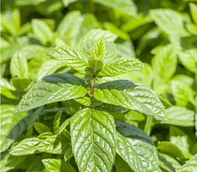 Mentha spicata 'Nane' Mentha spicata 'Nane'