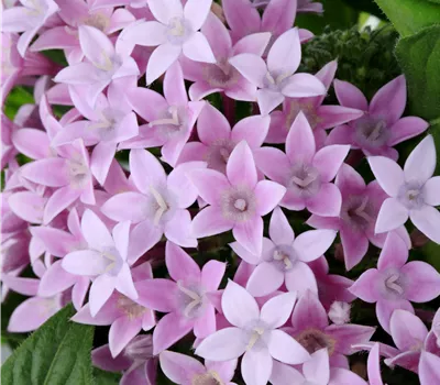 Pentas lanceolata