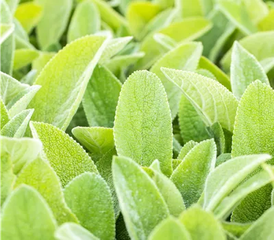 Stachys byzantina 'Big Ears' Stachys byzantina 'Big Ears'