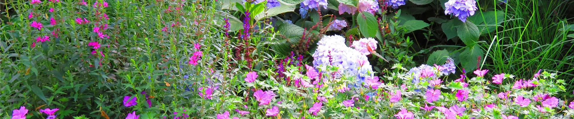 Beet Hydrangea blau Storchschnabel-0-0-5184-3888