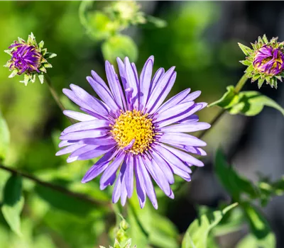 Aster x frikartii 'Mönch' Aster x frikartii 'Mönch'