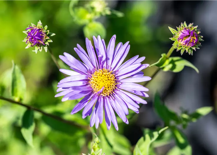 Aster x frikartii 'Mönch'