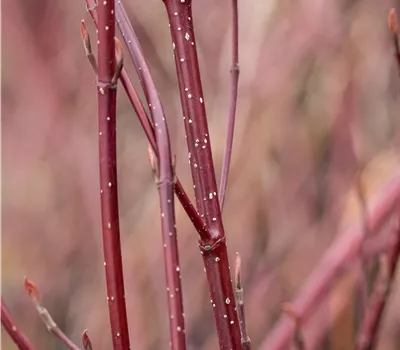 Cornus alba 'Miracle' -R