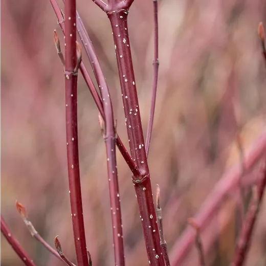 Cornus alba 'Miracle' -R Cornus alba 'Miracle' -R