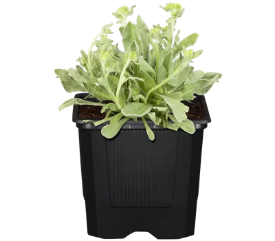 Alyssum montanum Alyssum montanum