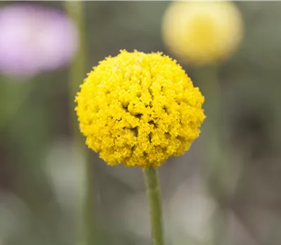 Craspedia globosa