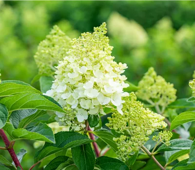 Hydrangea panic. 'Living Sugar Rush'