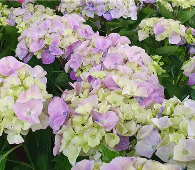 Hydrangea m. 'Schloss Moyland' -R- Hydrangea m. 'Schloss Moyland' -R-