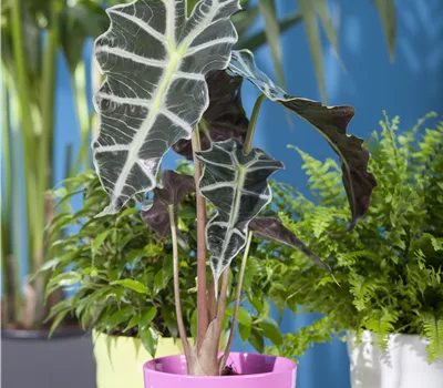 Alocasia Mix