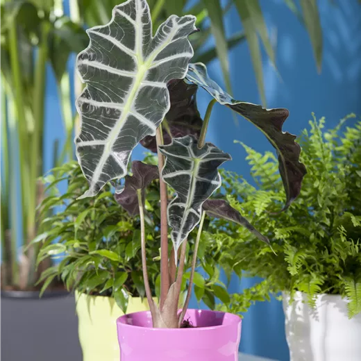 Alocasia Mix