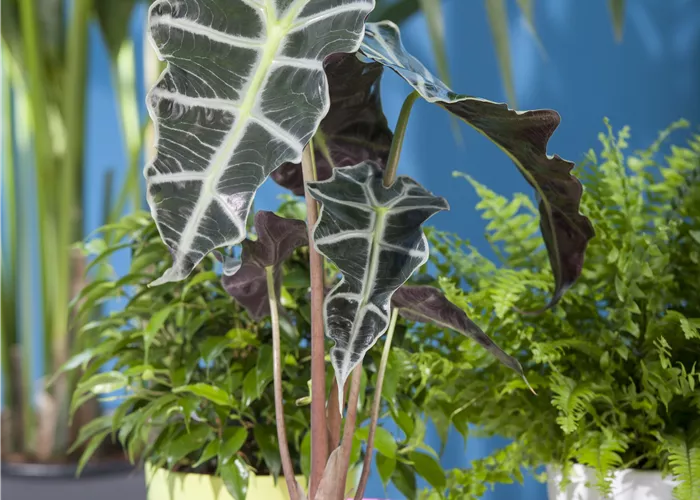 Alocasia in Sorten