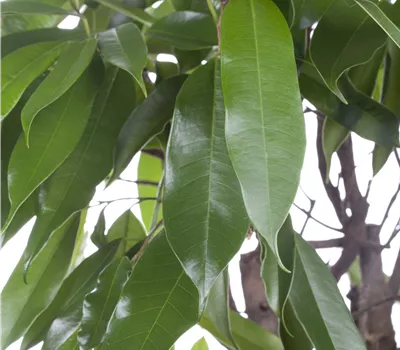 Ficus binnendijkii 'Amstel King'