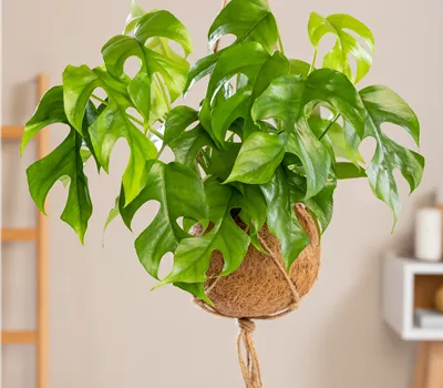 Monstera delicioisa 'Minima'