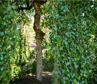 Betula pendula 'Tristis' Betula pendula 'Tristis'