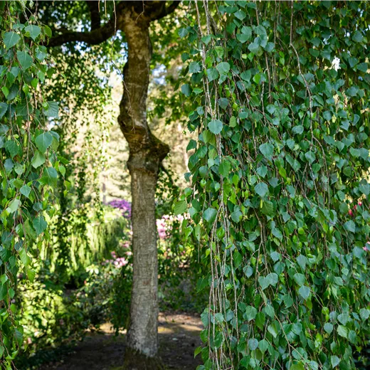 Betula pendula 'Tristis' Betula pendula 'Tristis'