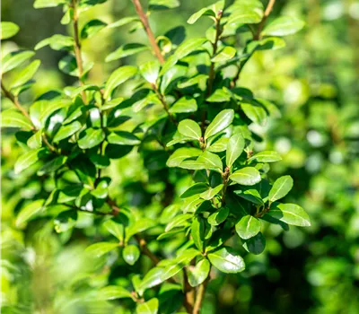 Ilex crenata 'Caroline Upright' Ilex crenata 'Caroline Upright'