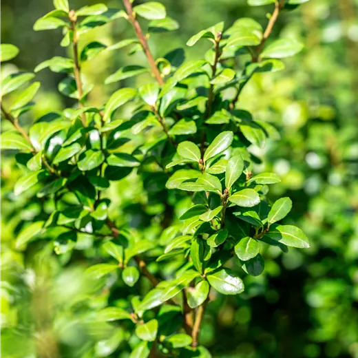 Ilex crenata 'Caroline Upright' Ilex crenata 'Caroline Upright'