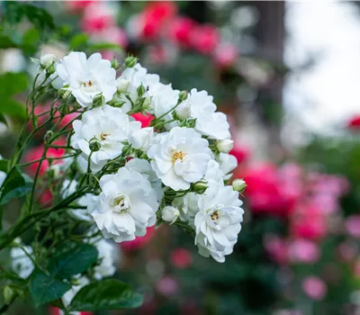 Rosa 'White Flight' KL