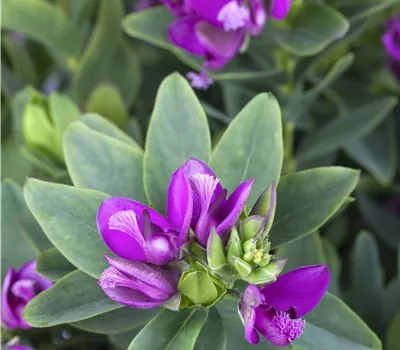 Polygala myrtifolia Polygala myrtifolia