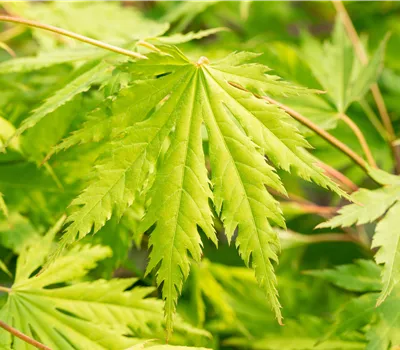 Acer pseudosieboldianum "Arctic Jade"