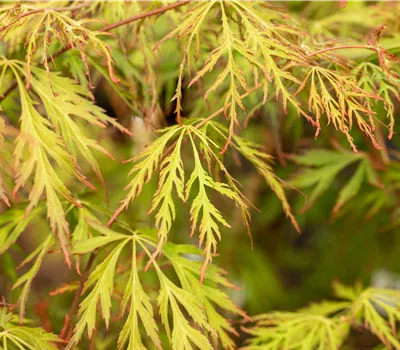 Acer pseudosieboldianum "Ice Dragon"