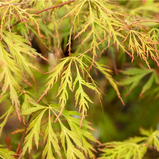 Acer pseudosieboldianum "Ice Dragon"
