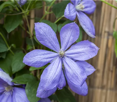 Clematis 'Mrs.Cholmondeley'