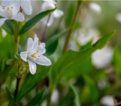 Deutzia rosea 'Yuki Snowflake' -R- Deutzia rosea 'Yuki Snowflake' -R-