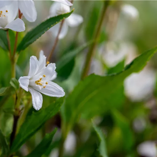 Deutzia rosea 'Yuki Snowflake' -R-