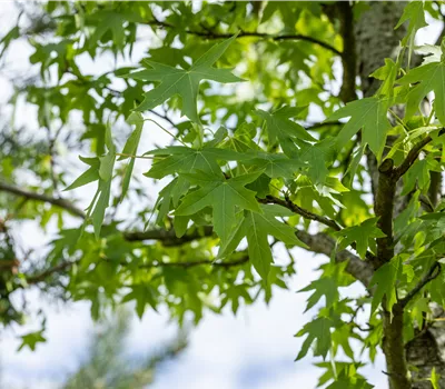 Liquidambar styraciflua "Worplesdon" Liquidambar styraciflua "Worplesdon"
