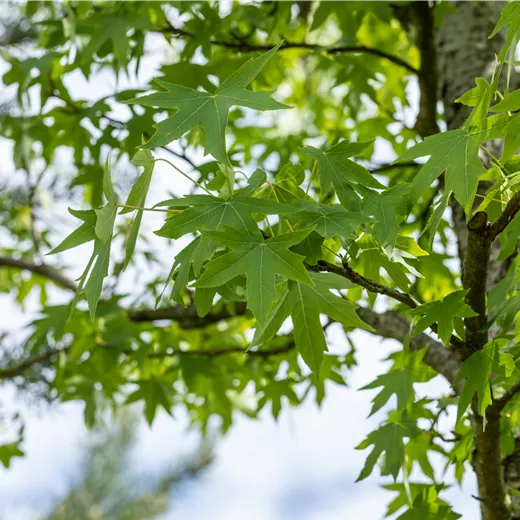 Liquidambar styraciflua "Worplesdon" Liquidambar styraciflua "Worplesdon"