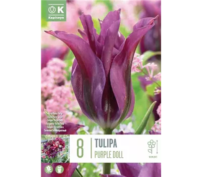 Tulipa 'Purple Doll' Tulipa 'Purple Doll'