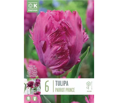Tulipa 'Parrot Prince'