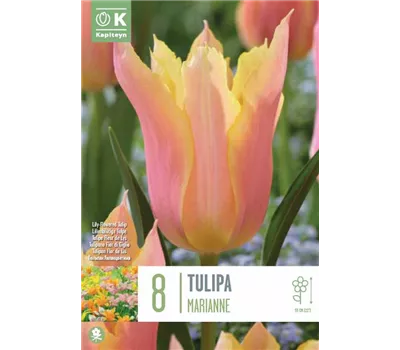 Tulipa 'Marianne' Tulipa 'Marianne'