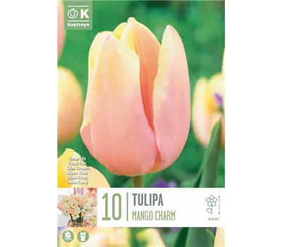Tulipa 'Mango Charm' Tulipa 'Mango Charm'