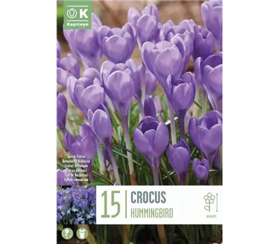 Crocus 'Hummingbird' Crocus 'Hummingbird'