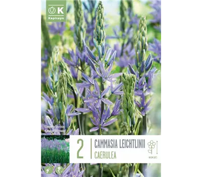 Camassia leichtl. 'Caerulea' Prärielilie