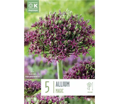 Allium 'Magic'