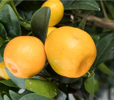 Fortunella margarita 'Obowata' Fortunella margarita 'Obowata'